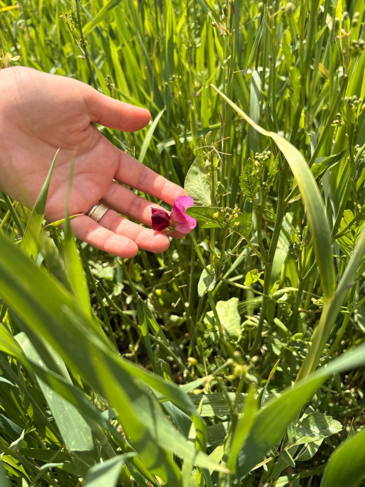 Muğla’da Yem Bitkileri Kontrolleri Gerçekleştirildi 2